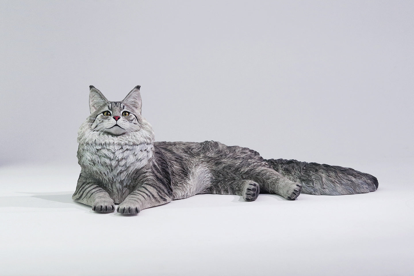 PRE ORDER – 1/6 MAINE COON D2507A