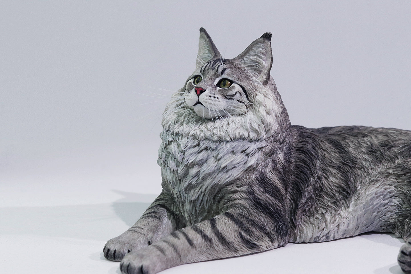 PRE ORDER – 1/6 MAINE COON D2507A