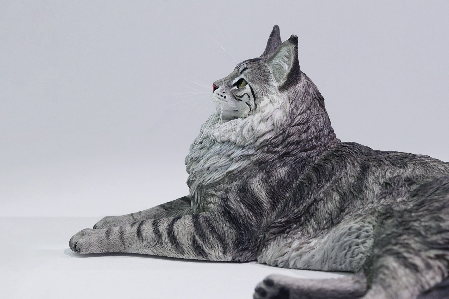 PRE ORDER – 1/6 MAINE COON D2507A