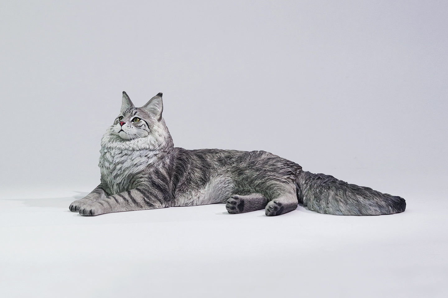 PRE ORDER – 1/6 MAINE COON D2507A