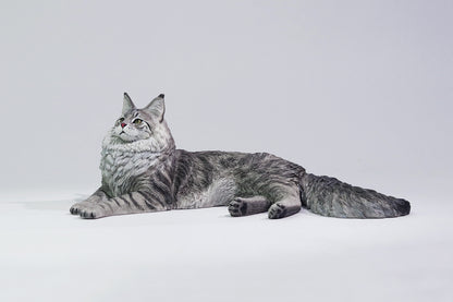 PRE ORDER – 1/6 MAINE COON D2507A