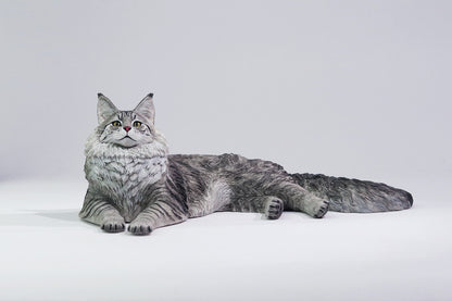 PRE ORDER – 1/6 MAINE COON D2507A