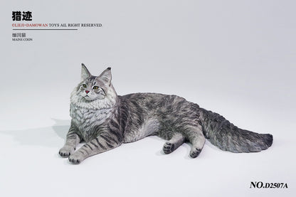 PRE ORDER – 1/6 MAINE COON D2507A